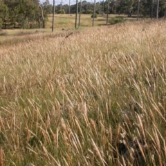 Austrostipa densiflora (Foxtail Speargrass) at Mount Majura - 14 Dec 2005 by waltraud