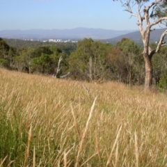 Austrostipa densiflora at Hackett, ACT - 15 Dec 2005