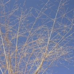 Panicum effusum (Hairy Panic Grass) at Mount Majura - 13 Apr 2005 by waltraud