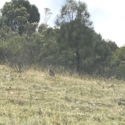 Osphranter robustus robustus (Eastern Wallaroo) at Chifley, ACT - 7 Jan 2021 by Tapirlord