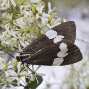 Nyctemera amicus at Hawker, ACT - 6 Jan 2021