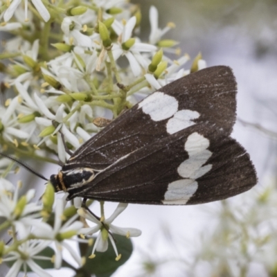 Nyctemera amicus (Senecio Moth, Magpie Moth, Cineraria Moth) at Hawker, ACT - 5 Jan 2021 by AlisonMilton