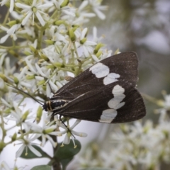 Nyctemera amicus at Hawker, ACT - 6 Jan 2021