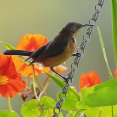 Acanthorhynchus tenuirostris (Eastern Spinebill) at Googong, NSW - 1 Jan 2021 by WHall