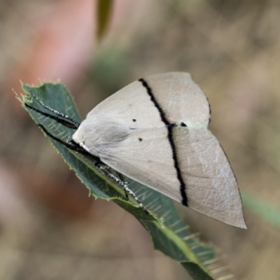 Gastrophora henricaria (Fallen-bark Looper, Beautiful Leaf Moth) at Holt, ACT - 6 Jan 2021 by AlisonMilton