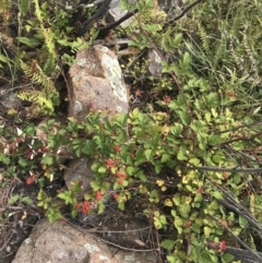 Rubus parvifolius (Native Raspberry) at Chifley, ACT - 7 Jan 2021 by Tapirlord