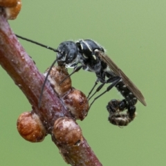 Thynninae (subfamily) (Smooth flower wasp) at Googong, NSW - 1 Jan 2021 by WHall