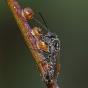 Thynninae (subfamily) at Googong, NSW - 1 Jan 2021 01:00 PM