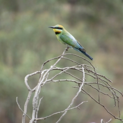 Merops ornatus (Rainbow Bee-eater) at Stromlo, ACT - 8 Jan 2021 by KShort