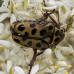 Neorrhina punctata at Hawker, ACT - 6 Jan 2021