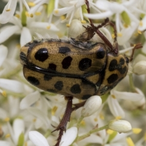 Neorrhina punctata at Hawker, ACT - 6 Jan 2021