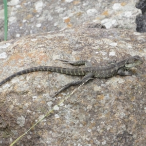 Intellagama lesueurii howittii at Stromlo, ACT - 8 Jan 2021 11:12 AM