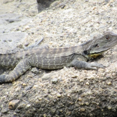 Intellagama lesueurii howittii (Gippsland Water Dragon) at Lower Molonglo - 8 Jan 2021 by KShort