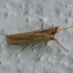 Faveria tritalis (Couchgrass Webworm) at Googong, NSW - 1 Jan 2021 by WHall