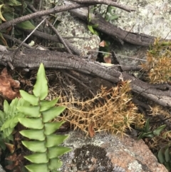 Pellaea calidirupium at Tuggeranong DC, ACT - 8 Jan 2021