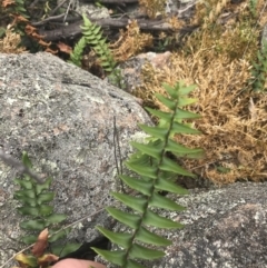 Pellaea calidirupium at Tuggeranong DC, ACT - 8 Jan 2021