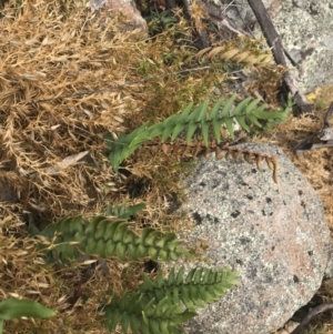 Pellaea calidirupium at Tuggeranong DC, ACT - 8 Jan 2021