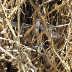 Austroargiolestes icteromelas (Common Flatwing) at Woodstock Nature Reserve - 8 Jan 2021 by KShort