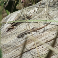 Morethia boulengeri (Boulenger's Skink) at Lower Molonglo - 8 Jan 2021 by KShort