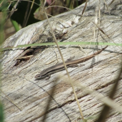 Morethia boulengeri (Boulenger's Skink) at Stromlo, ACT - 8 Jan 2021 by KShort