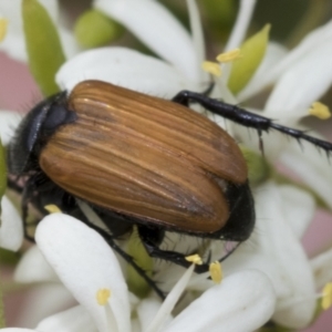 Phyllotocus rufipennis at Hawker, ACT - 6 Jan 2021