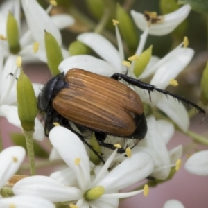 Phyllotocus rufipennis at Hawker, ACT - 6 Jan 2021