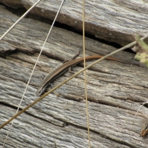 Morethia boulengeri at Holt, ACT - 8 Jan 2021 12:22 PM