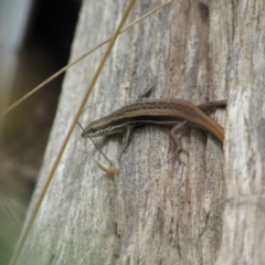 Morethia boulengeri at Holt, ACT - 8 Jan 2021