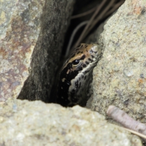 Eulamprus heatwolei at Denman Prospect, ACT - 8 Jan 2021 11:14 AM