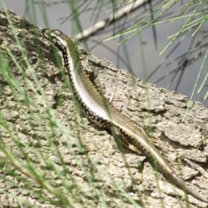 Eulamprus heatwolei at Molonglo River Reserve - 8 Jan 2021 12:04 PM