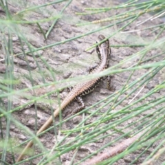 Eulamprus heatwolei (Yellow-bellied Water Skink) at Stromlo, ACT - 8 Jan 2021 by KShort