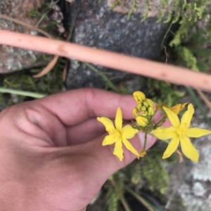 Bulbine glauca at Tuggeranong DC, ACT - 8 Jan 2021