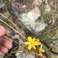 Bulbine glauca at Tuggeranong DC, ACT - 8 Jan 2021