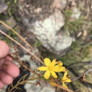 Bulbine glauca at Tuggeranong DC, ACT - 8 Jan 2021