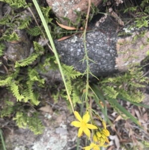 Bulbine glauca at Tuggeranong DC, ACT - 8 Jan 2021