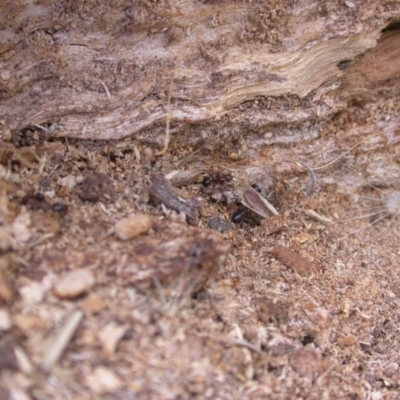 Papyrius nitidus (Shining Coconut Ant) at Watson, ACT - 7 Jan 2021 by waltraud