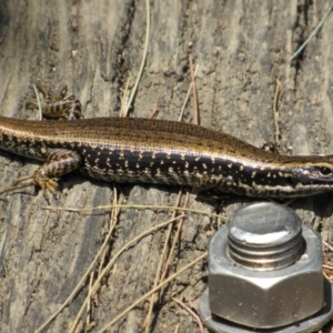 Eulamprus heatwolei at Molonglo River Reserve - 8 Jan 2021