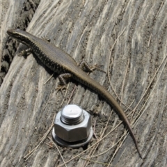 Eulamprus heatwolei at Molonglo River Reserve - 8 Jan 2021