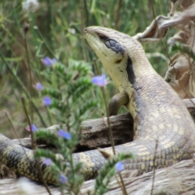 Tiliqua scincoides scincoides (Eastern Blue-tongue) at Stromlo, ACT - 8 Jan 2021 by KShort