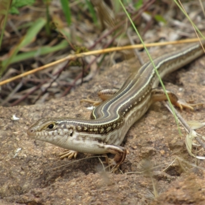 Ctenotus robustus (Robust Striped-skink) at Holt, ACT - 8 Jan 2021 by KShort