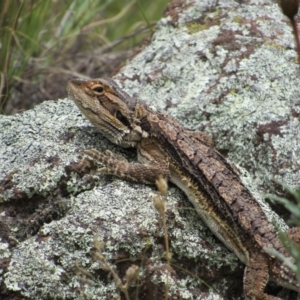 Pogona barbata at Holt, ACT - suppressed