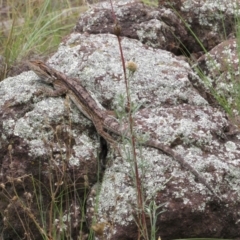 Pogona barbata at Holt, ACT - suppressed