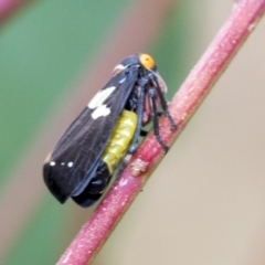 Eurymeloides pulchra at Hawker, ACT - 6 Jan 2021