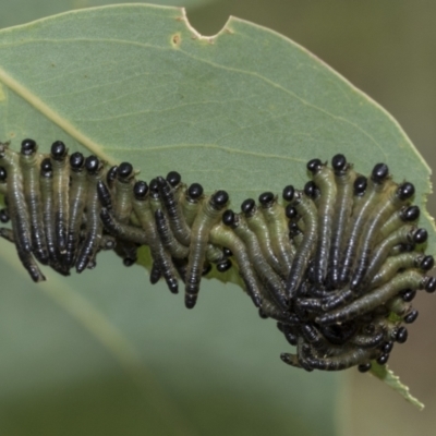 Pseudoperga sp. (genus) (Sawfly, Spitfire) at Hawker, ACT - 6 Jan 2021 by AlisonMilton