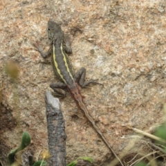 Diporiphora nobbi at Holt, ACT - 8 Jan 2021 12:50 PM