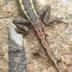 Diporiphora nobbi at Holt, ACT - 8 Jan 2021 12:50 PM