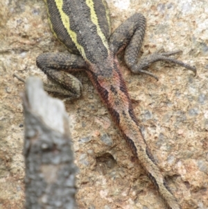 Diporiphora nobbi at Holt, ACT - 8 Jan 2021 12:50 PM