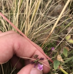 Scutellaria humilis (Dwarf Skullcap) at Tuggeranong DC, ACT - 8 Jan 2021 by Tapirlord