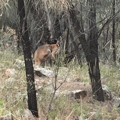 Notamacropus rufogriseus (Red-necked Wallaby) at Tuggeranong DC, ACT - 8 Jan 2021 by Tapirlord