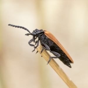 Porrostoma rhipidium at Hawker, ACT - 6 Jan 2021